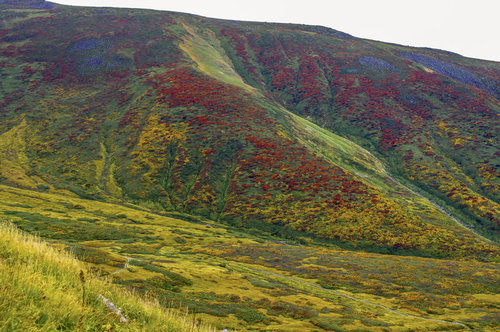 見事に色づいた秋の月山の山肌、赤や黄色に染まった斜面