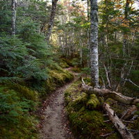コケと白樺が生い茂る甲斐駒ヶ岳黒戸尾根の登山道の写真
