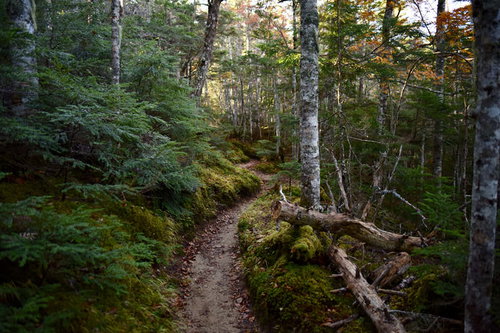 コケと白樺が生い茂る甲斐駒ヶ岳黒戸尾根の登山道