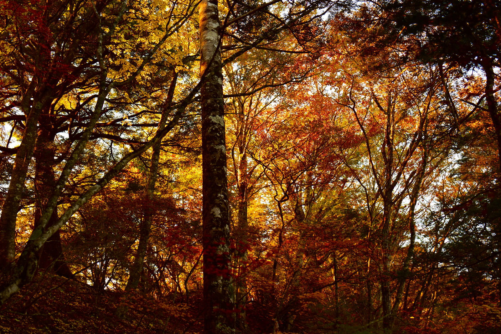朝日が差し込む甲斐駒ヶ岳の紅葉の森