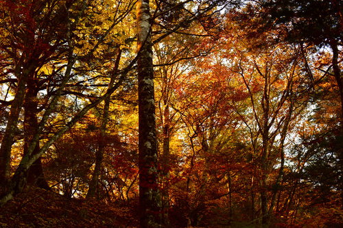朝日で燃える紅葉の森（甲斐駒ヶ岳）