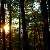 甲斐駒ヶ岳の森林に差し込む朝日と登山道の風景の写真
