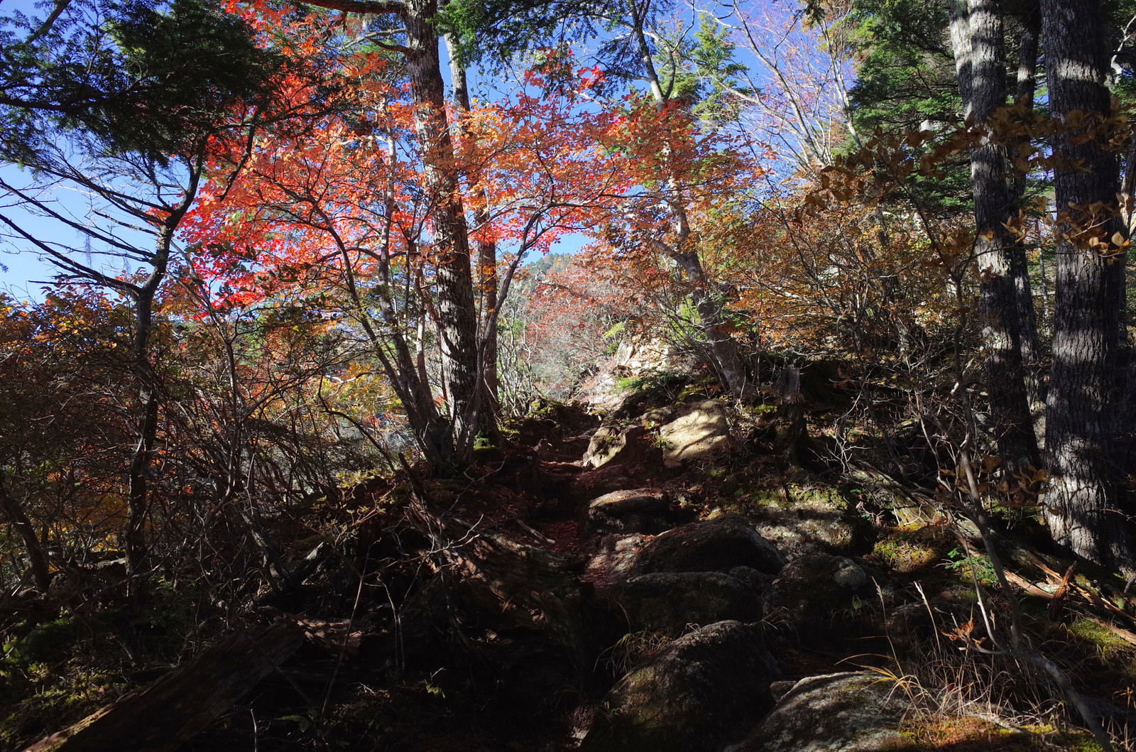 甲斐駒ヶ岳登山道の紅葉と木漏れ日