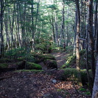 落ち葉と苔が気持ち良い甲斐駒ヶ岳のシラビソ林登山道の写真
