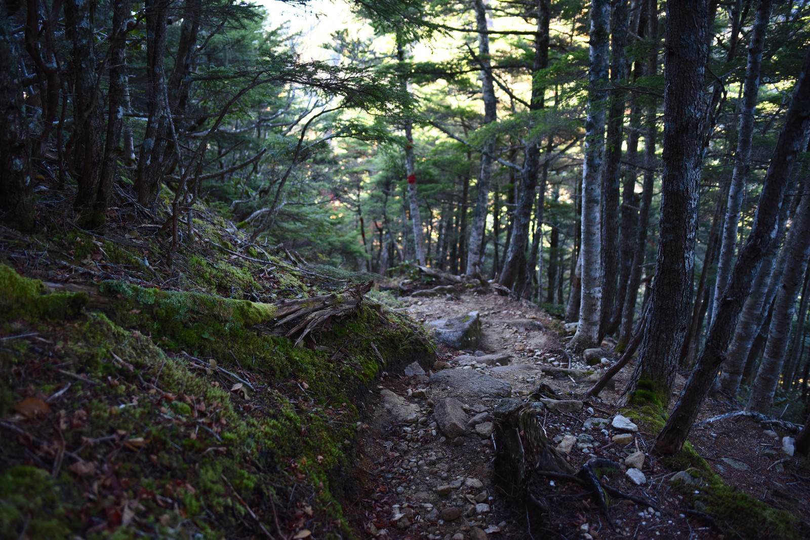 甲斐駒ヶ岳黒戸尾根の樹林帯を通る登山道