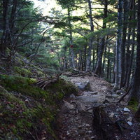 黙々と続く甲斐駒ヶ岳黒戸尾根の樹林帯の登山道の写真