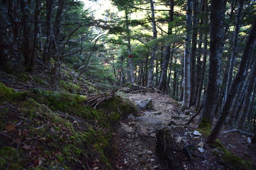 黙々と続く甲斐駒ヶ岳黒戸尾根の樹林帯の登山道