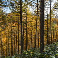 唐松紅葉で黄色に染まる恵那山の中腹の登山道の写真