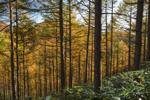 唐松紅葉で黄色に染まる恵那山の中腹の登山道