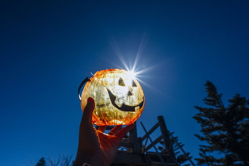 太陽の光を受けて光るハロウィンカボチャ