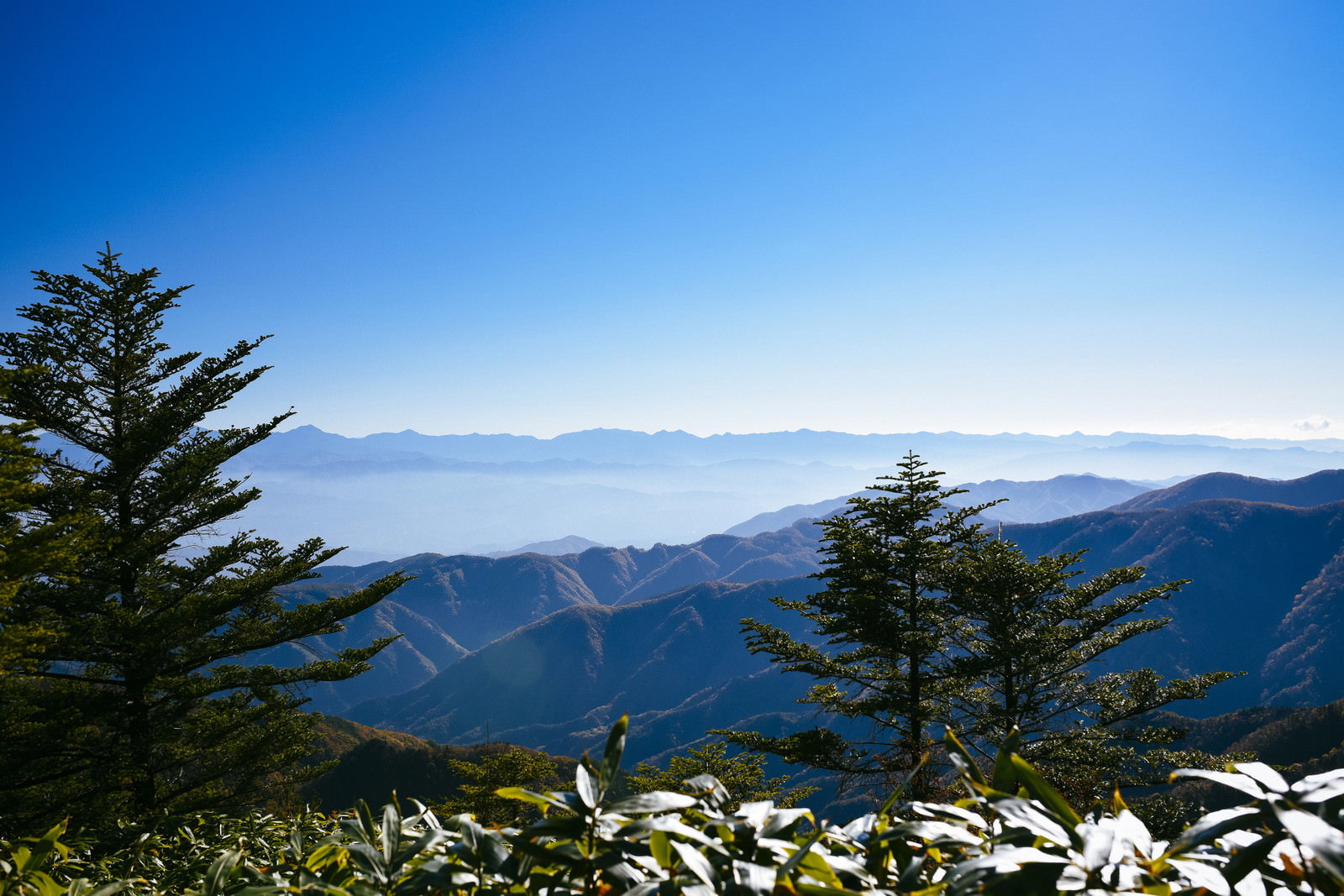 恵那山から眺めるアルプスの長大な稜線と青空、手前の樹木