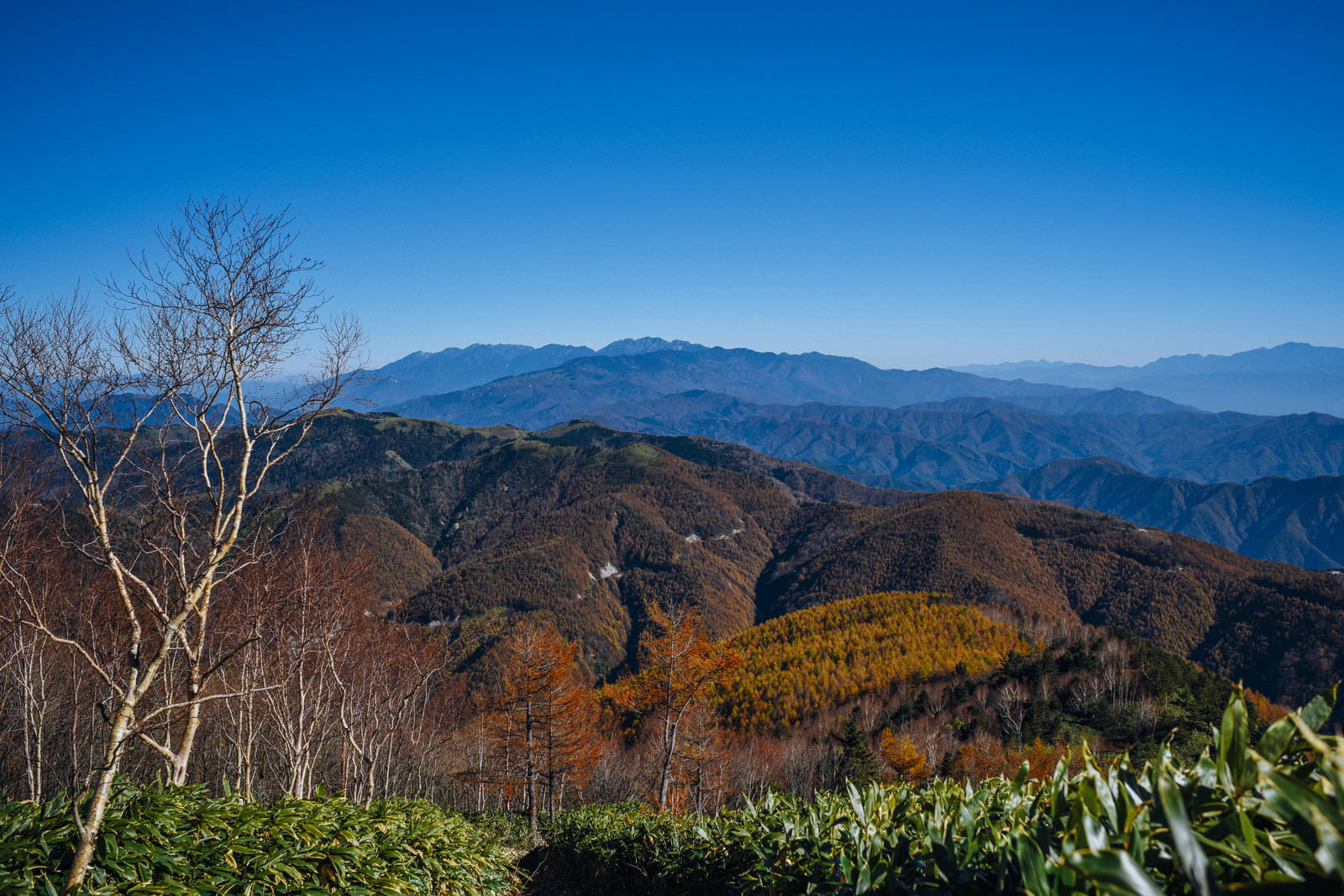 恵那山から眺める中央アルプスの山並みと青空、手前に紅葉した樹木