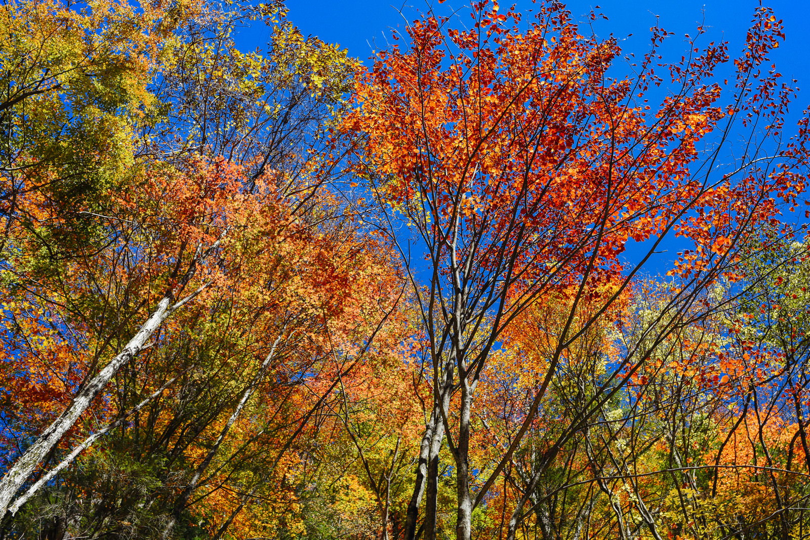 恵那山で青空に向かって広がる秋の紅葉