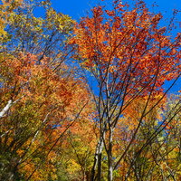 恵那山の秋に色づく絢爛豪華な紅葉の写真