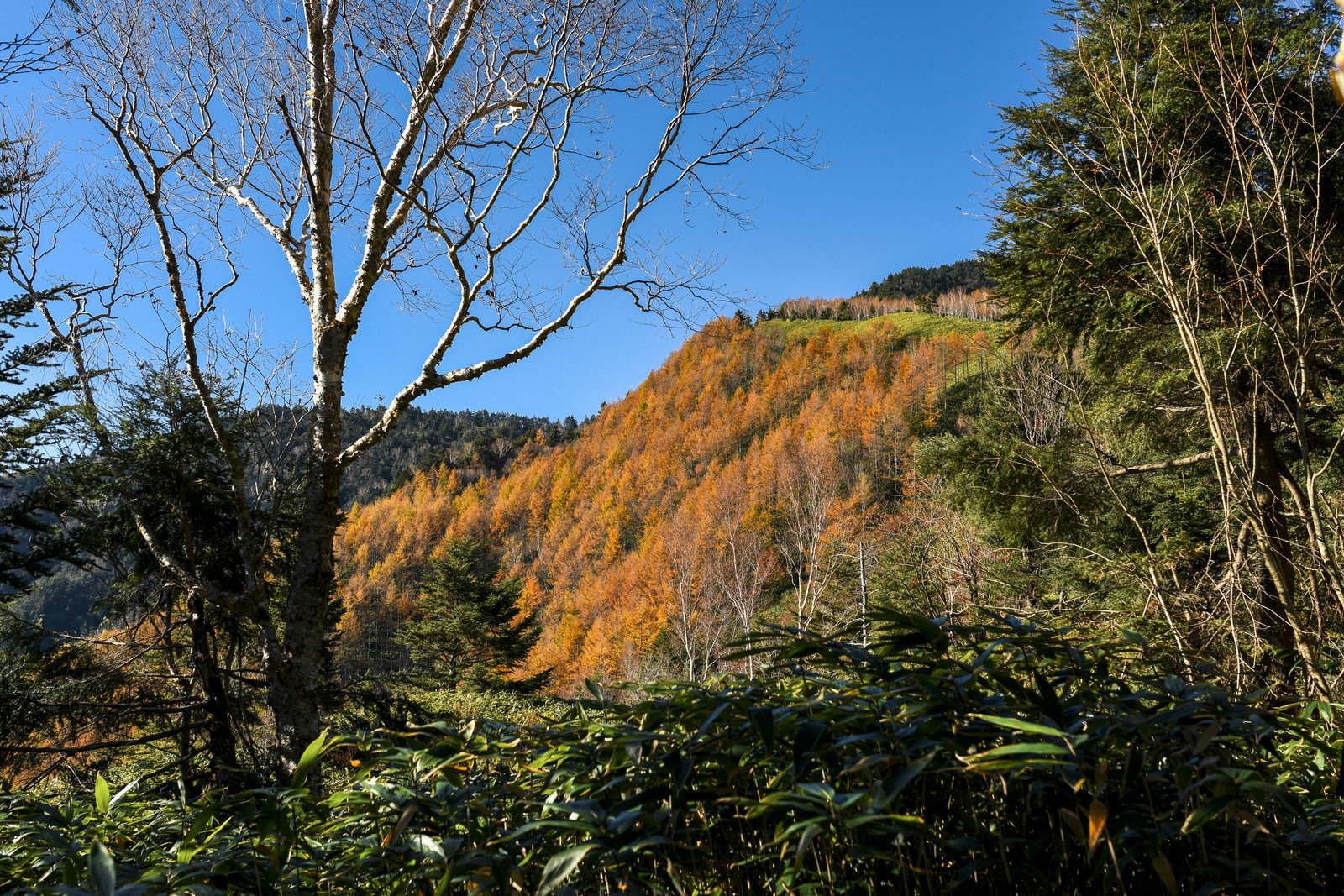 恵那山中腹でオレンジ色に紅葉したカラマツの森と青空