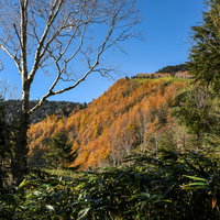 恵那山中腹に現れるカラマツ紅葉と青空の秋景色の写真