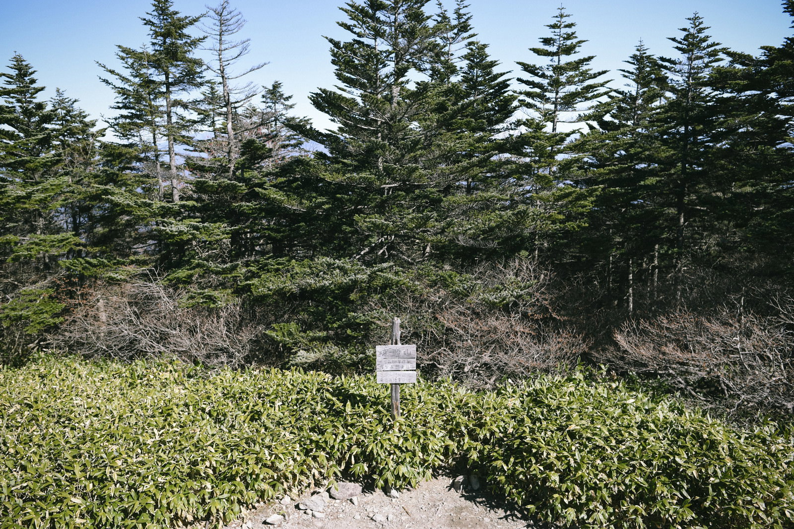 針葉樹の森に囲まれた恵那山の山頂標識