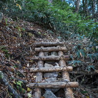 恵那山の登山道にかけられた木製の梯子と急斜面の森の写真