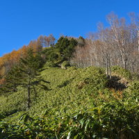 笹とカラマツの林を登る秋の恵那山の紅葉と山道の風景の写真