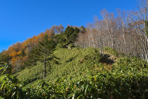 笹とカラマツの林を登る秋の恵那山の紅葉と山道の風景