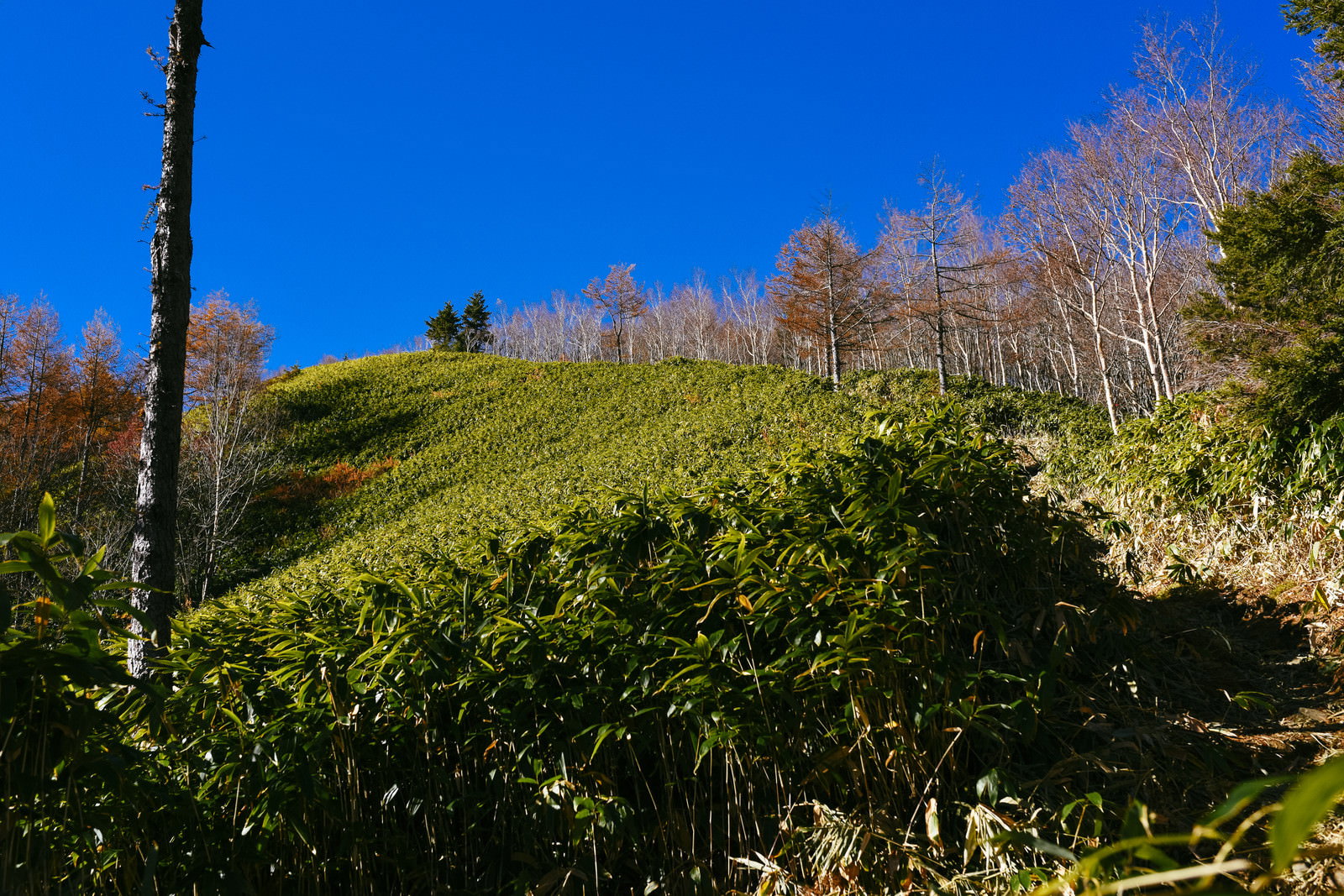 青空の下、笹が茂る登山道が続く恵那山の風景