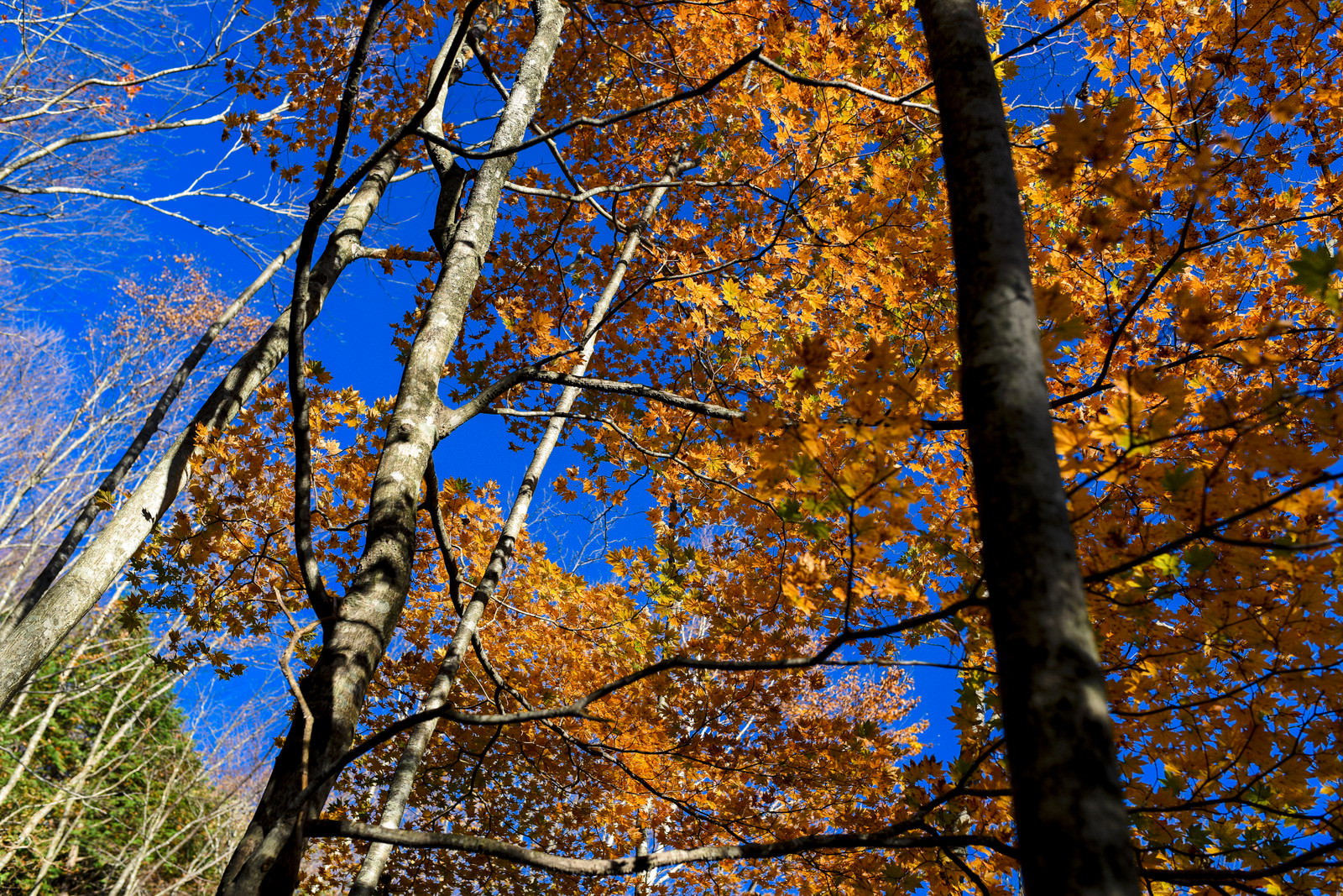 恵那山の紅葉と青空を見上げた写真