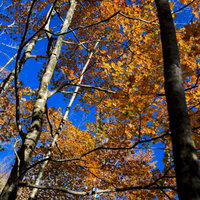 紅葉と青空の恵那山（えなさん）の写真
