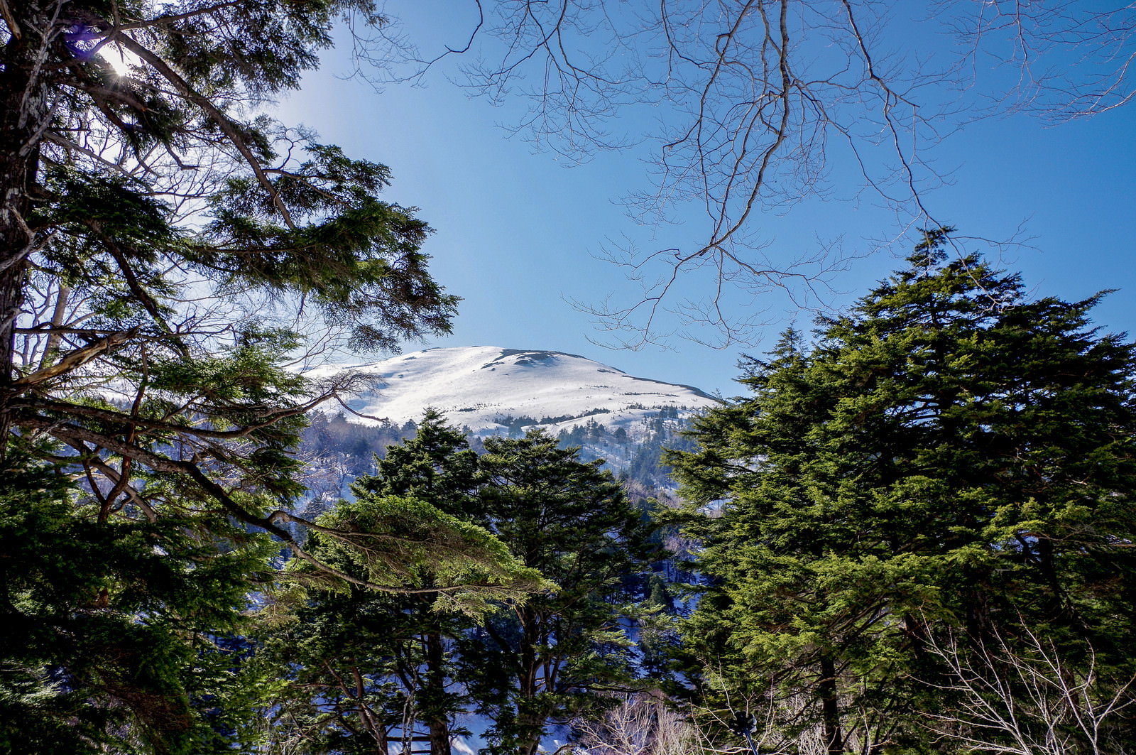 青空の下、雪化粧した至仏山と手前に針葉樹が写る冬の風景