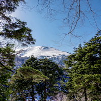 尾瀬から見上げる雪化粧した至仏山と冬の針葉樹の写真