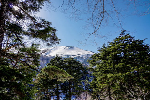 尾瀬から見上げる雪化粧した至仏山と冬の針葉樹