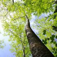 両神山の天高く伸びるブナ木を見上げた新緑の写真