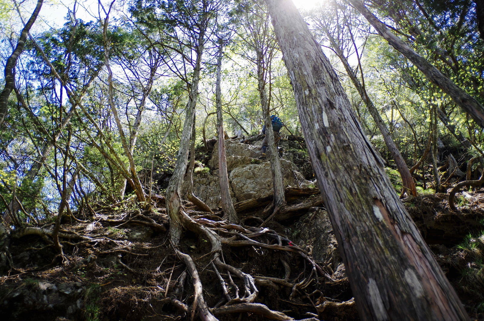 両神山の急峻な岩肌に根を張る木々の間を進む登山者