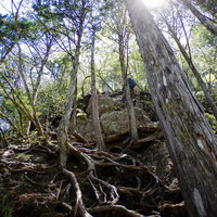 日本百名山・両神山の急峻な岩肌にへばりつく木々と登山者の写真