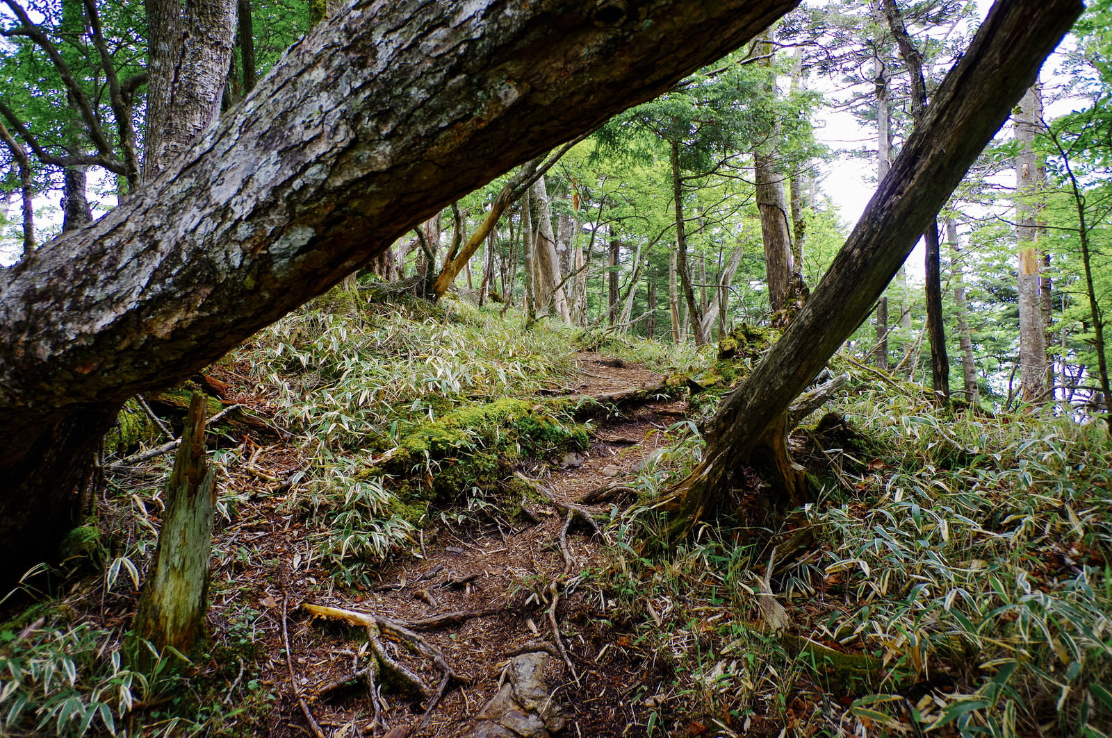 倒木が斜めに横たわる大菩薩嶺・小金沢山付近の森の登山道