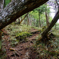 大菩薩嶺の日本百名山・小金沢山付近の森の登山道の写真