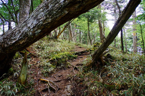 大菩薩嶺の日本百名山・小金沢山付近の森の登山道