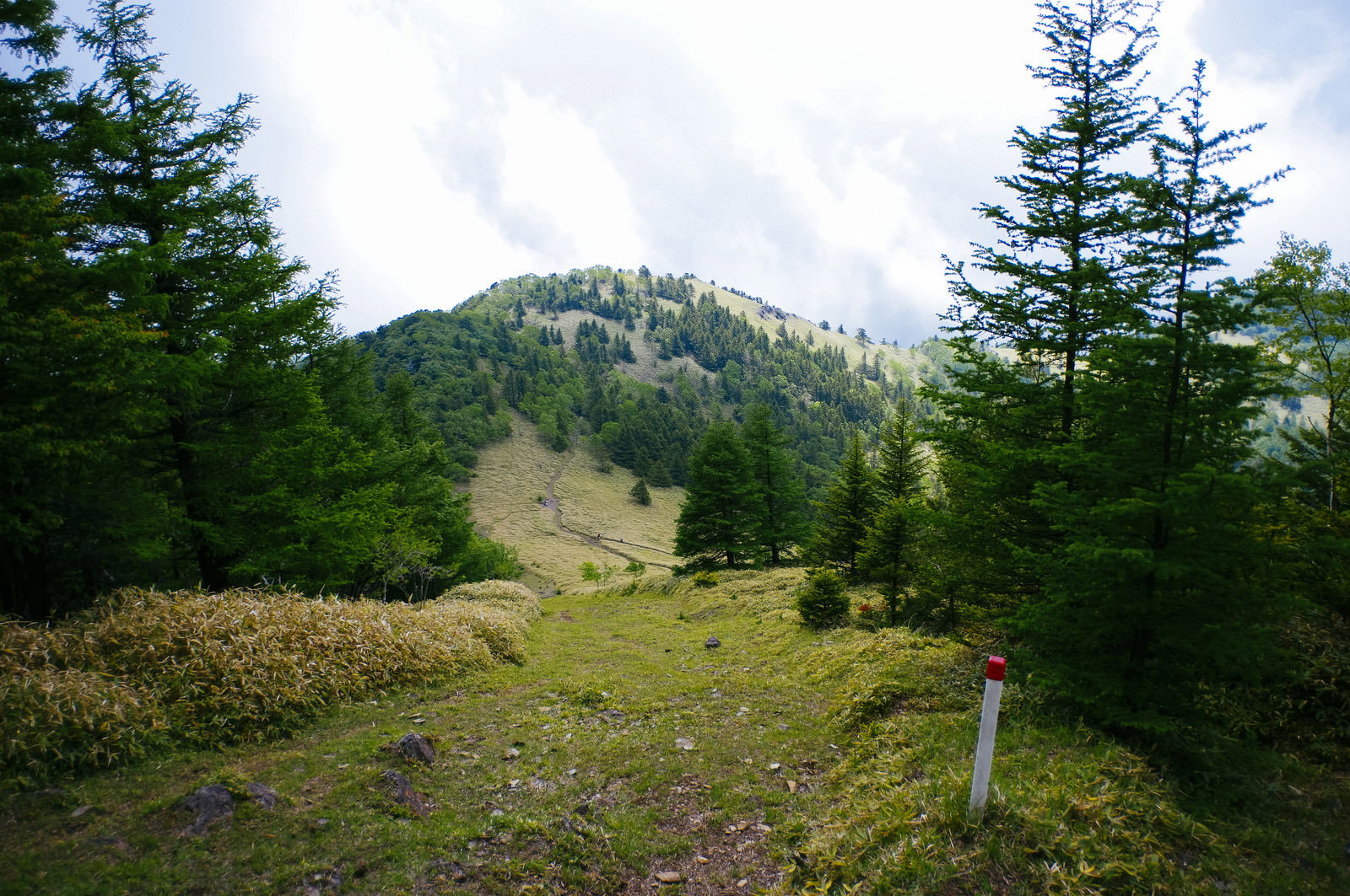 針葉樹に囲まれた大菩薩嶺の縦走路、穏やかな登山道と遠くの山並み