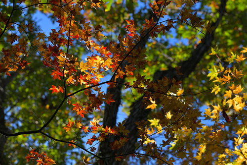 オレンジと黄色と緑に分かれた秋の紅葉と青空