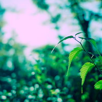 光に照らされる緑の草木と葉、朝日に輝く新緑の写真