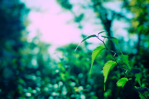 光に照らされる緑の草木と葉、朝日に輝く新緑