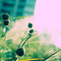 逆光に浮かぶ草木のシルエット、細い茎と葉が光に透けるの写真