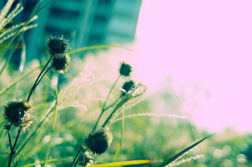 逆光に浮かぶ草木のシルエット、細い茎と葉が光に透ける