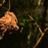 枝に吊られたまま朽ちた茶色の枯葉のアップの写真