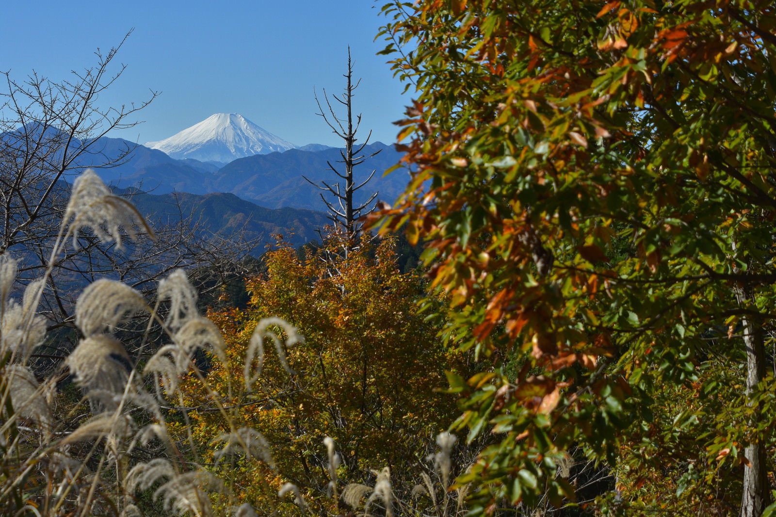 紅葉した木々の向こうに雪化粧した富士山が見える冬の風景