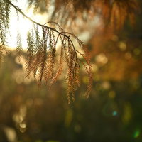 夕日を浴びて逆光に輝く松の葉、針葉樹の秋の自然風景の写真