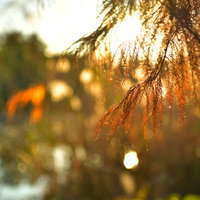 朝日に包まれる松の葉、夕日の逆光で黄金色に輝くの写真