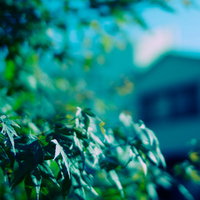 淡い色の青もみじの葉 春から初夏の新緑を表現した若葉のマクロ写真の写真