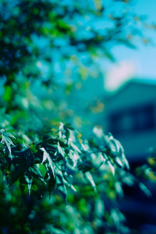 淡い色の青もみじの葉 春から初夏の新緑を表現した若葉のマクロ写真