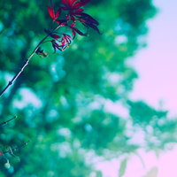 緑の葉の中で鮮やかに映える赤いもみじの秋の情景の写真