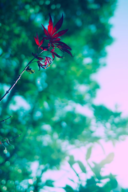 緑の葉の中で鮮やかに映える赤いもみじの秋の情景